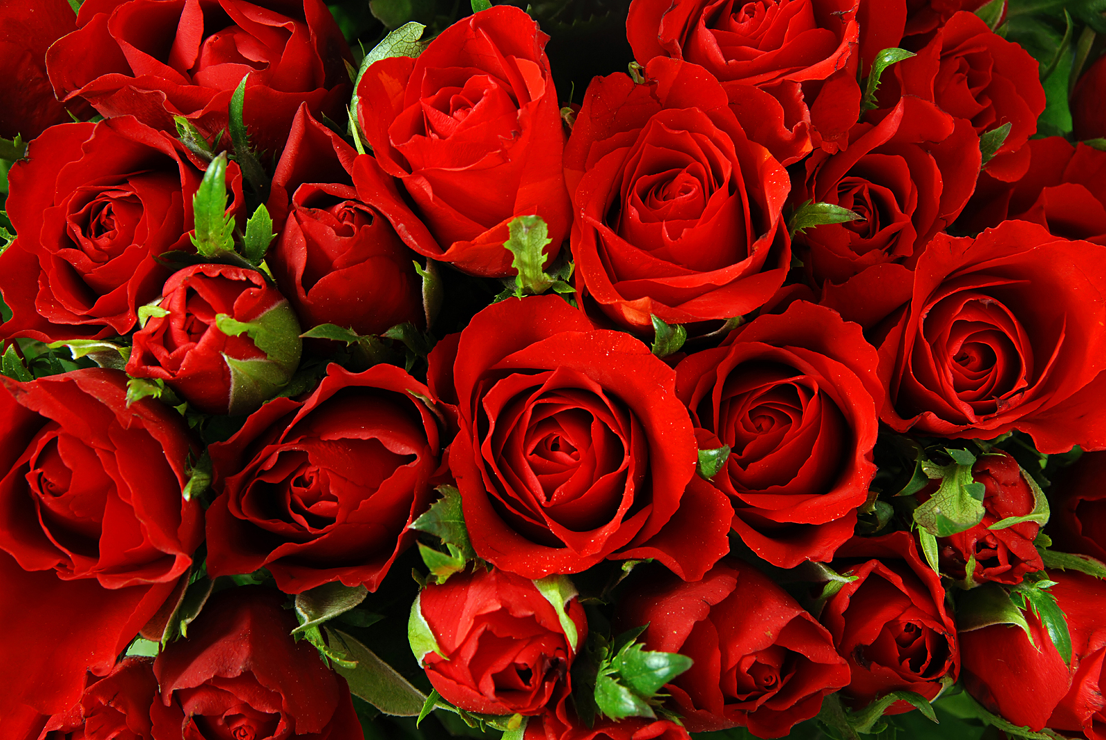 Red Roses Tumblr Background